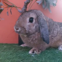 Adopta a (Residente)Guppy Corazón ( Castrado(