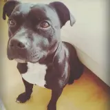 Adopta a Capo