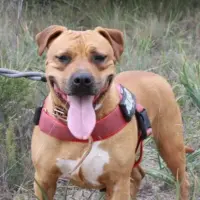 Adopta a Kira