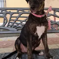 Adopta a Aylen