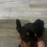 Adopta a Kai