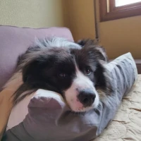 Adopta a Flow