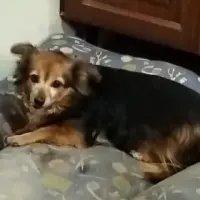 Adopta a Koki