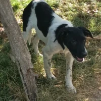 Adopta a Luna