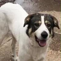 Adopta a Poli Y Keila