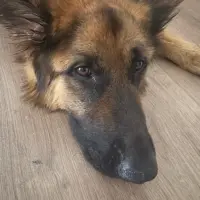 Adopta a Calisto