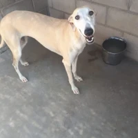 Adopta a Mercury, Queen