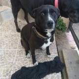 Adopta a Dumba