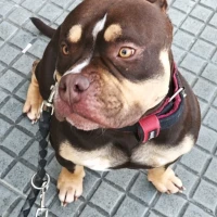 Adopta a Zoro