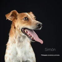 Adopta a Simón