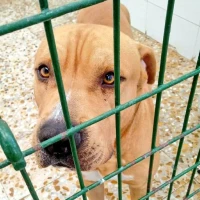 Adopta a Honey