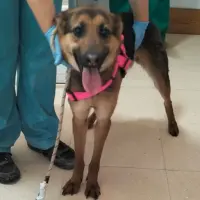 Adopta a Sara