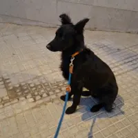Adopta a Selva