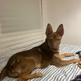 Adopta a Keko