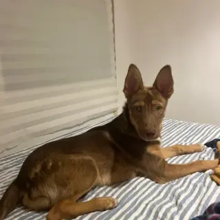 Keko