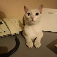 Adopta a Linda