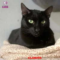Adopta a Clarita
