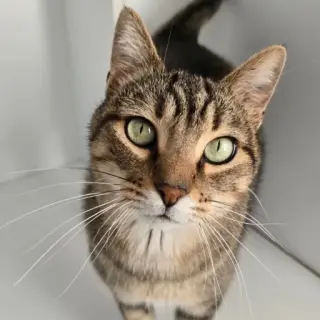 Simba