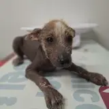 Adopta a Kora