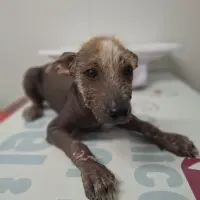 Adopta a Kora