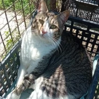 Adopta a Robin