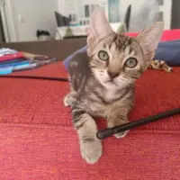Adopta a Quatre