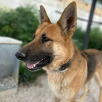 Adopta a Rex Pastor Alemán Joven
