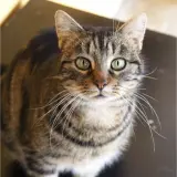 Adopta a Taysa