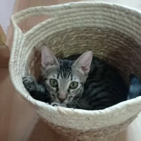 Adopta a Pecas y Julio