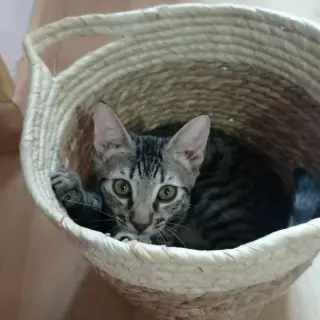 Pecas y Julio