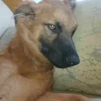 Adopta a Tayron