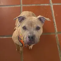 Adopta a Amy