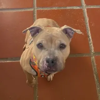 Amy