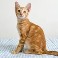 Adopta a Nami