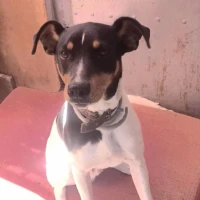 Adopta a Manué