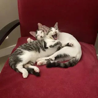 Chaplin y Olaf