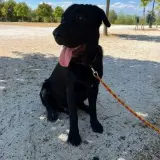 Adopta a Hagrid
