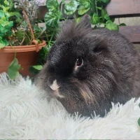 Adopta a Harry (Bloque B)