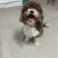 Adopta a Milka