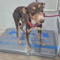 Adopta a Bruno, Precioso Perrito Tlf 645978718