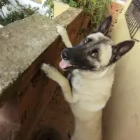 Adopta a Boyka