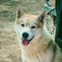 Adopta a Capri