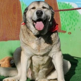 Adopta a Clara