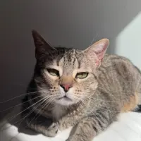 Adopta a Lima Y Lola