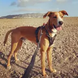 Adopta a Bastó