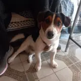 Adopta a Pancho