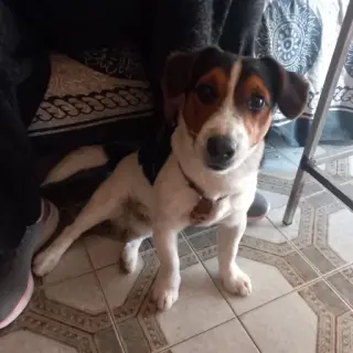 Pancho