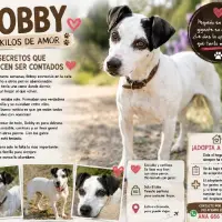 Adopta a Bobby