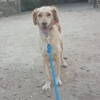 Adopta a Rubia