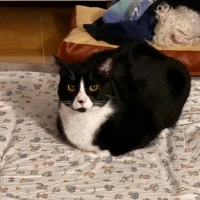 Adopta a Oreo